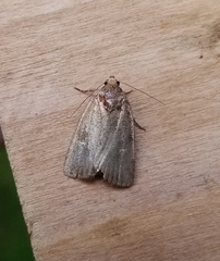 Athetiina