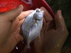 Trachinotus carolinus