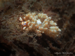 Dondice freddiemercuryi