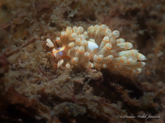 Dondice freddiemercuryi