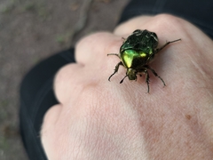 Cetonia aurata