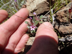 Collomia diversifolia