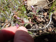 Collomia diversifolia