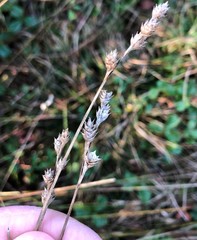 Carex albolutescens