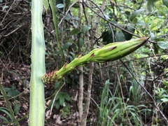 Selenicereus setaceus