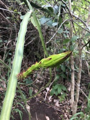 Selenicereus setaceus