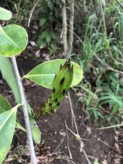 Selenicereus setaceus