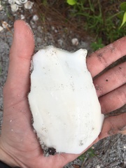 Sinistrofulgur sinistrum