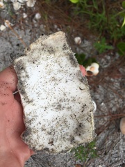 Sinistrofulgur sinistrum