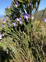 Psoralea congesta