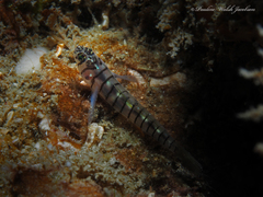 Tigrigobius macrodon