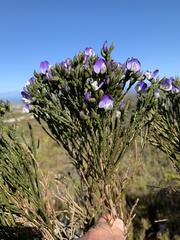 Psoralea congesta