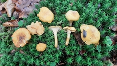 Cantharellus amethysteus