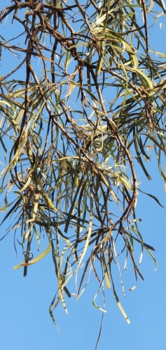 Image of Grevillea striata by no rights reserved