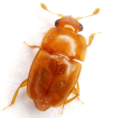 Epuraea luteola