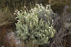 Syncarpha speciosissima