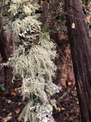 Usnea barbata