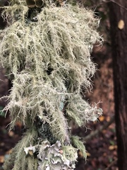 Usnea barbata