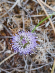 Jasione maritima