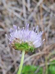 Jasione maritima