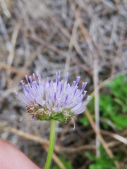 Jasione maritima