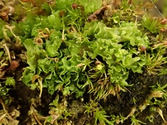 Fossombronia wondraczekii