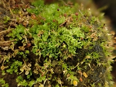 Fossombronia wondraczekii