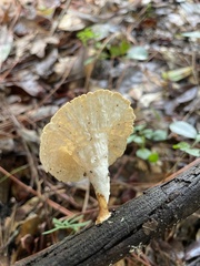 Cymatoderma caperatum