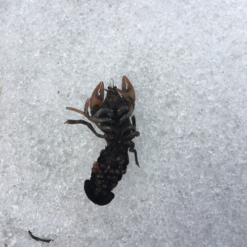 Creaserinus fodiens