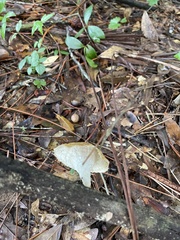 Cymatoderma caperatum