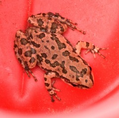 Pseudacris clarkii