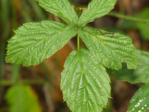 Swift Dewberry (Rubus celer)