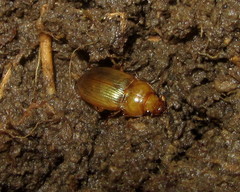 Amara fulva