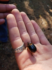 Pleocoma dubitabilis