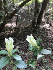 Gentiana villosa