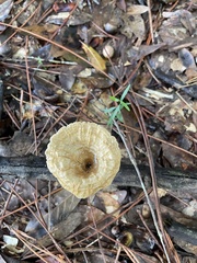 Cymatoderma caperatum