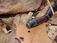 Lampropeltis polyzona