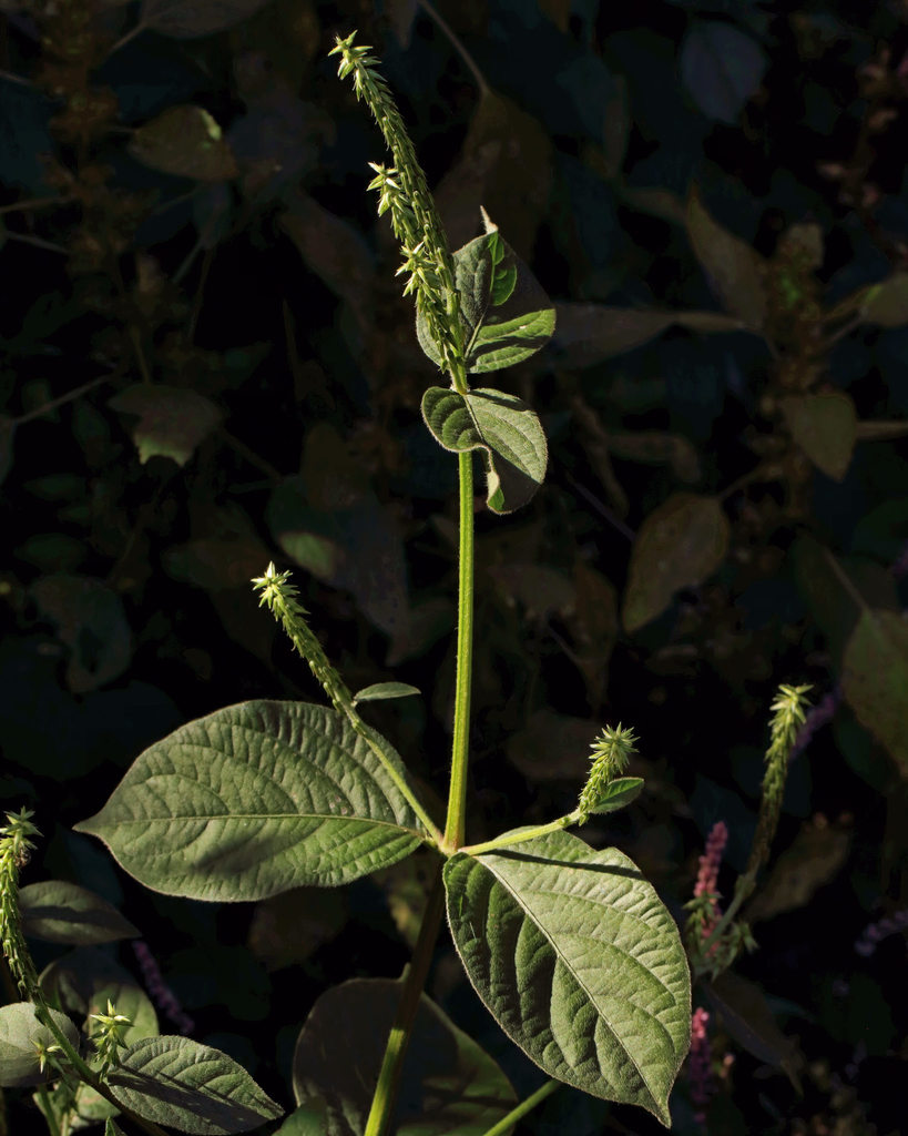 Japanese Chaff Flower from Main St NW, Lilburn, GA 30047, USA on ...