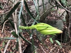 Selenicereus setaceus