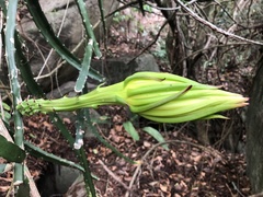 Selenicereus setaceus