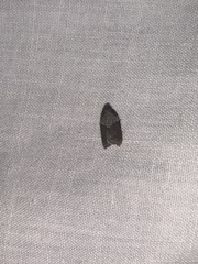 Acleris celiana