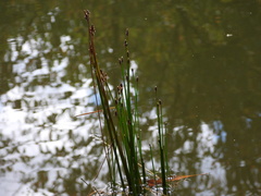 Eleocharis quadrangulata