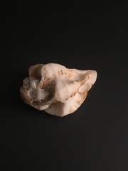 Maxwellia santarosana