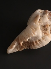 Maxwellia santarosana