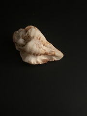 Maxwellia santarosana