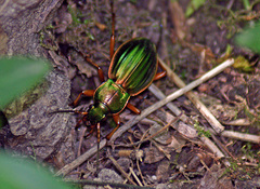 Carabus auratus