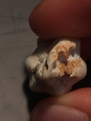 Maxwellia santarosana