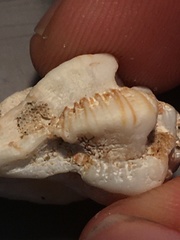 Maxwellia santarosana