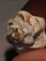 Maxwellia santarosana