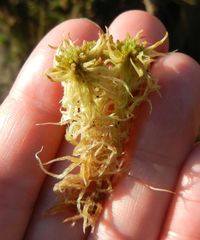 Sphagnum